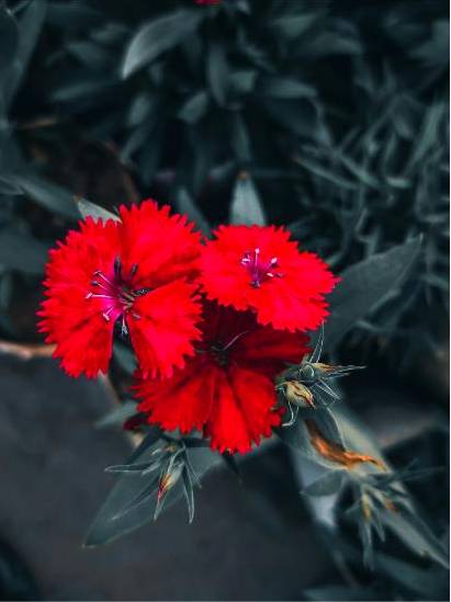 Vitrine florale