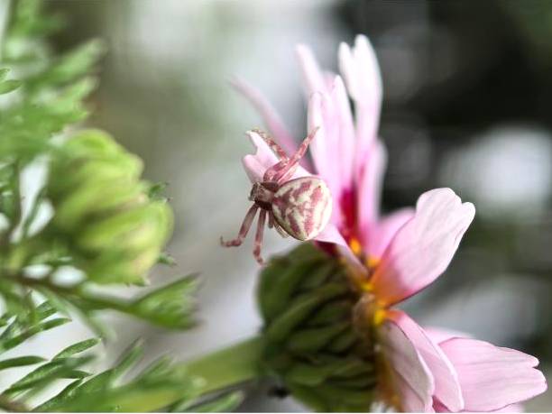 Bouquet 6