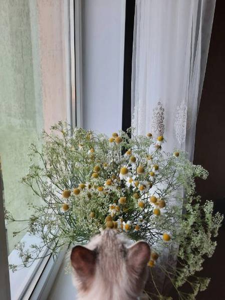 Installation florale 2