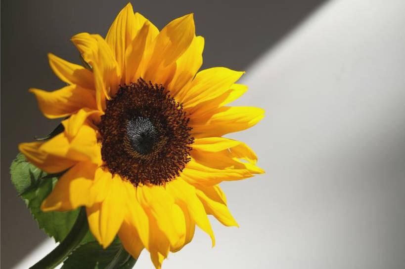 Atelier bouquet débutants